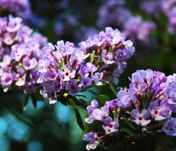Wechselblättriger Sommerflieder