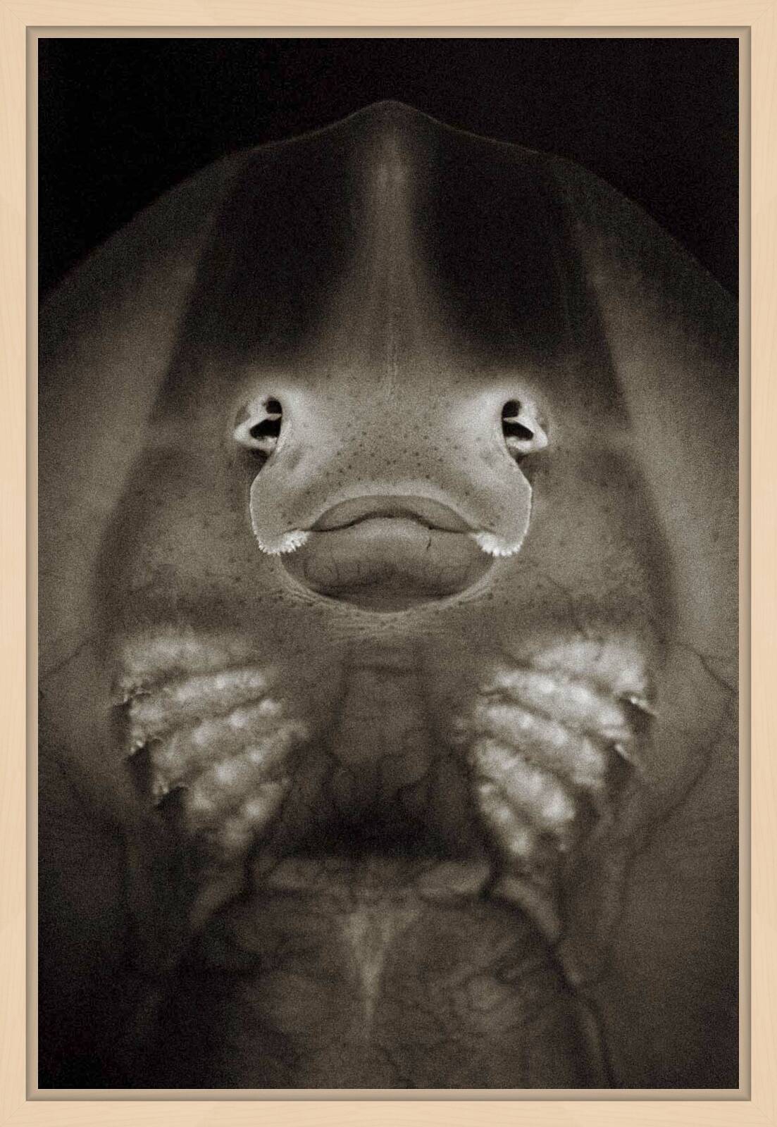 Longnose skate by Henry Horenstein - Open Edition.