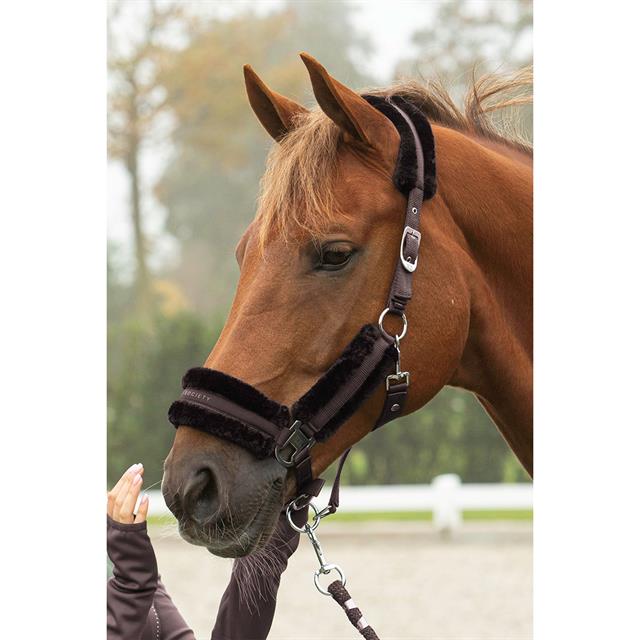 Halsterset Harry's Horse Billie Bruin