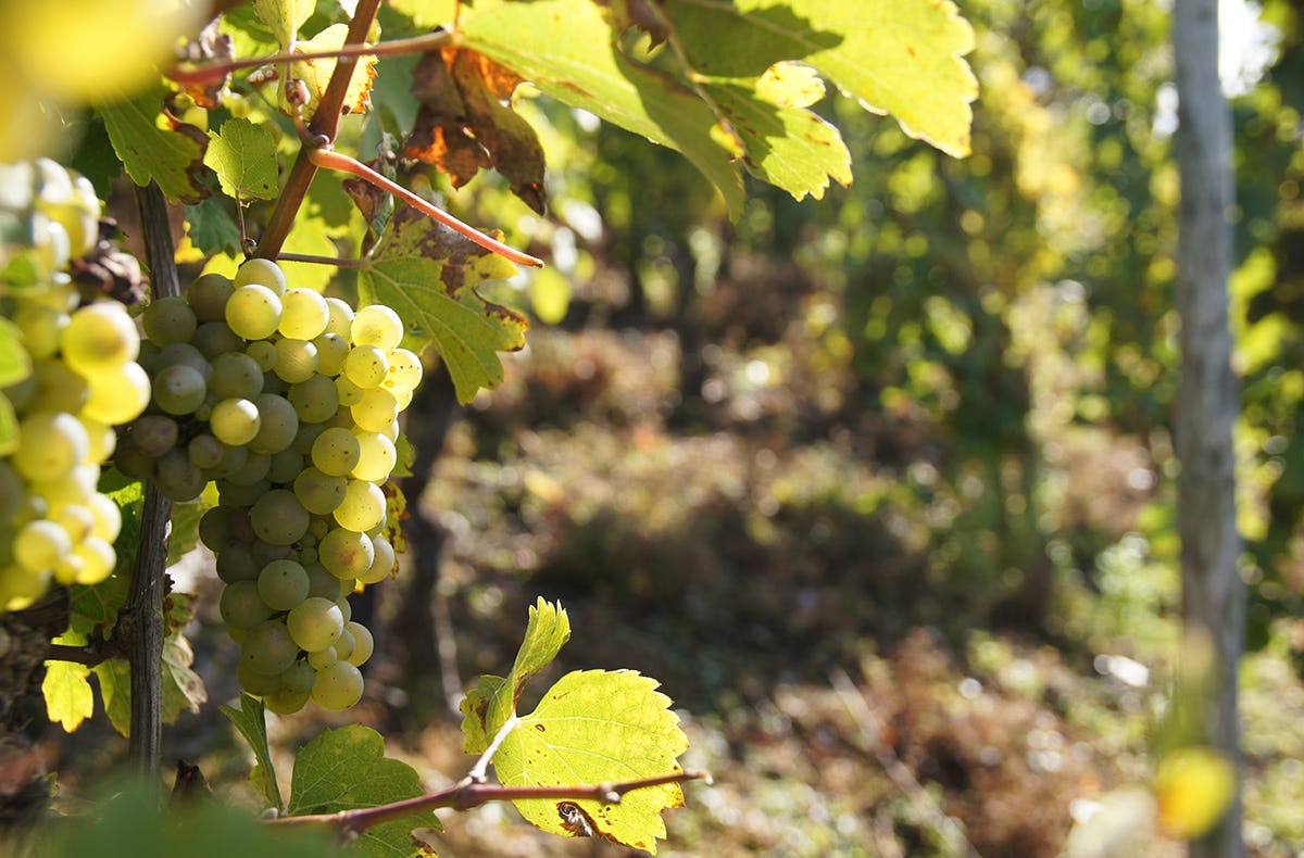 Weinwanderung und Schifffahrt auf der Mosel Cochem
