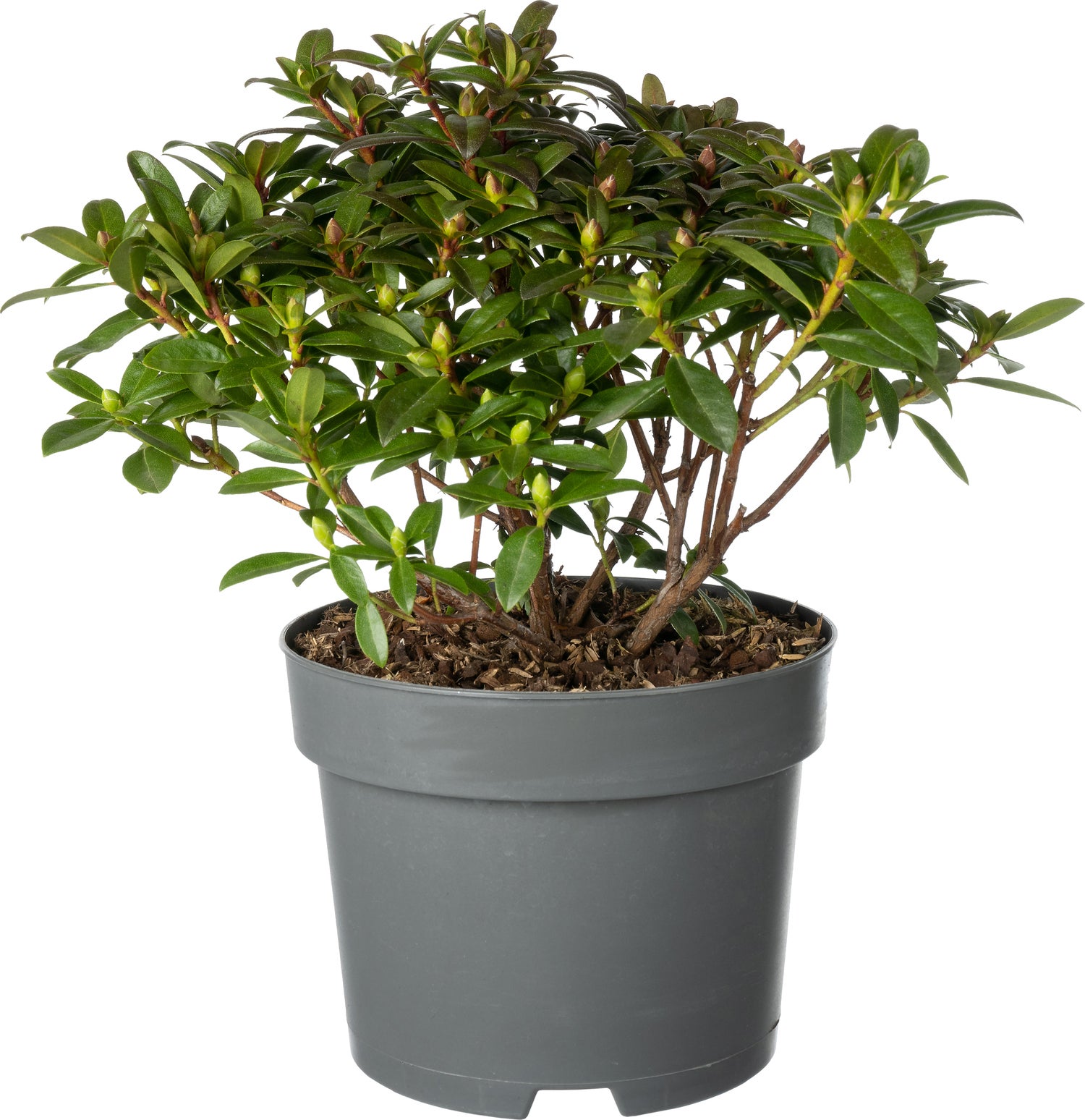 Rhododendron (Rhododendron 'Town Heat') D 17 H 20 cm