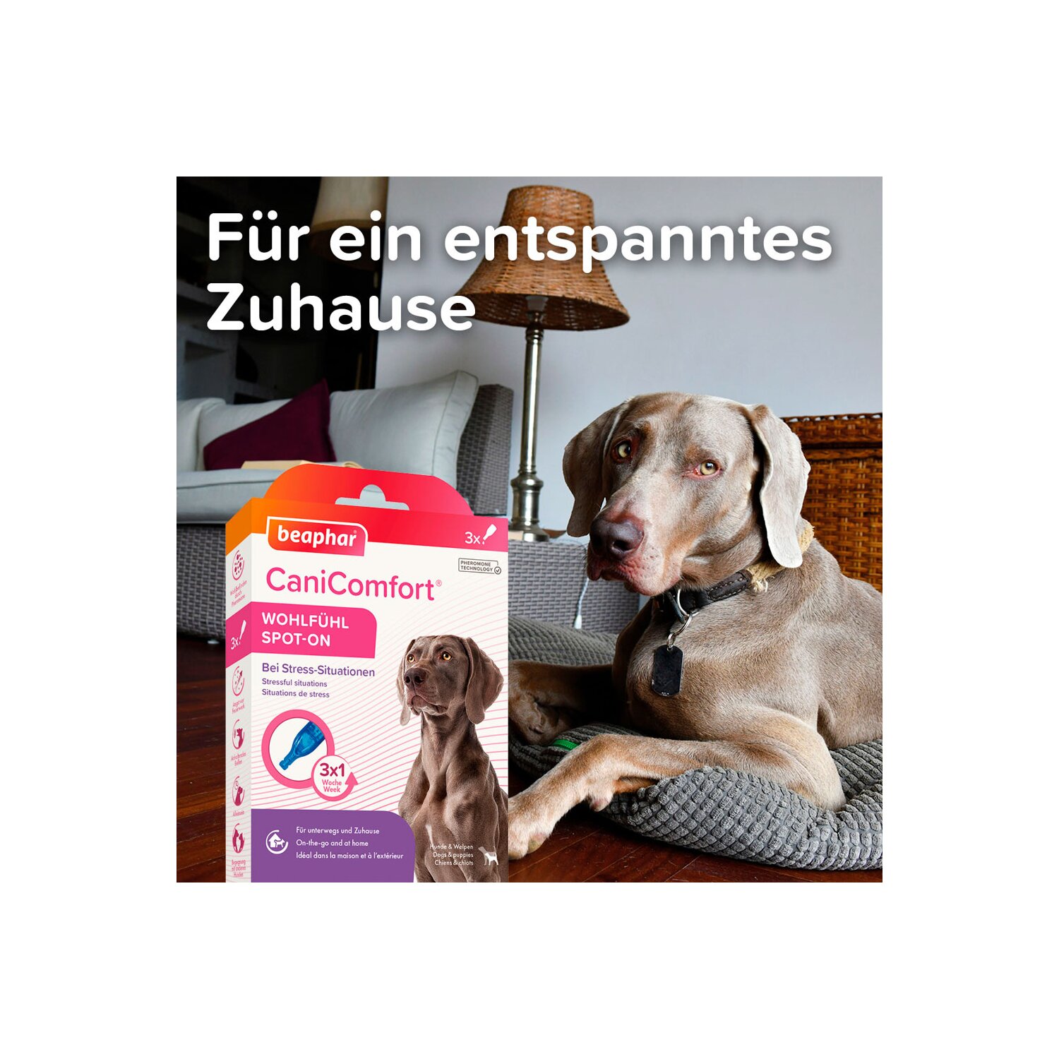 beaphar CaniComfort Wohlfühl Spot-On  - 3 x 1 ml