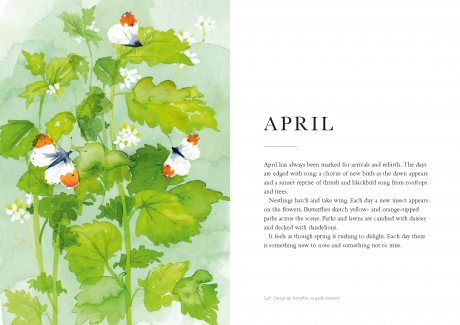 Every Day Nature: How Noticing Nature Can Quietly Change Your Life (Hardback)