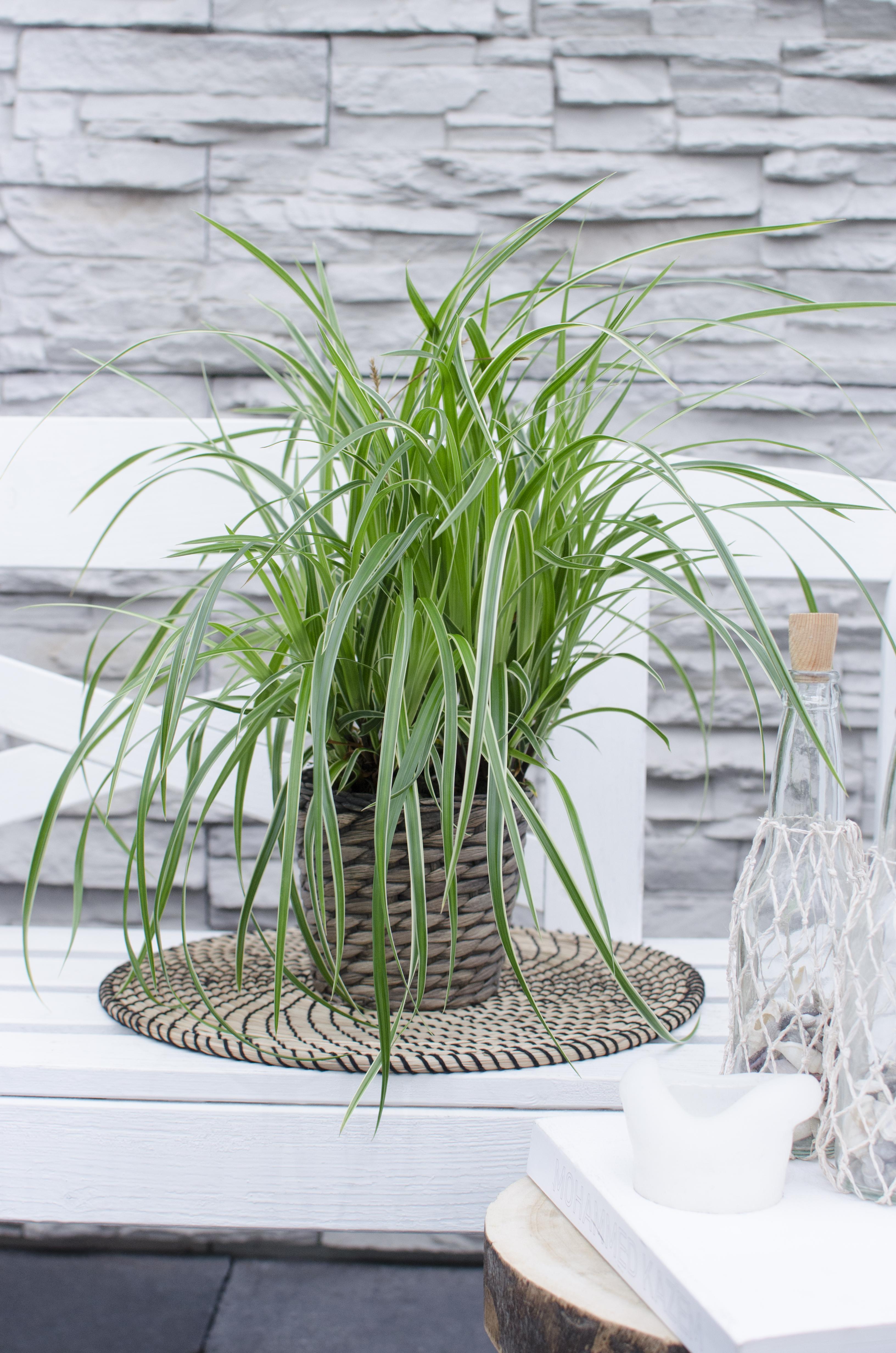 Carex morrowii 'ice dance' - lot de 3