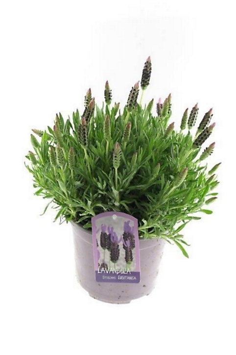 Lavande Angustifolia blanche/rose 2L