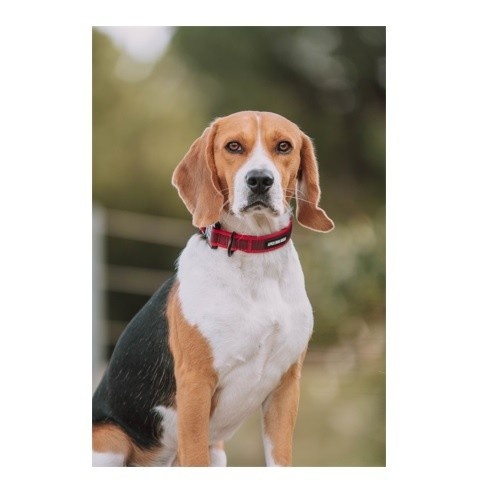 Coleira ajustável APEX DOG GEAR com fecho de metal rosa para cães