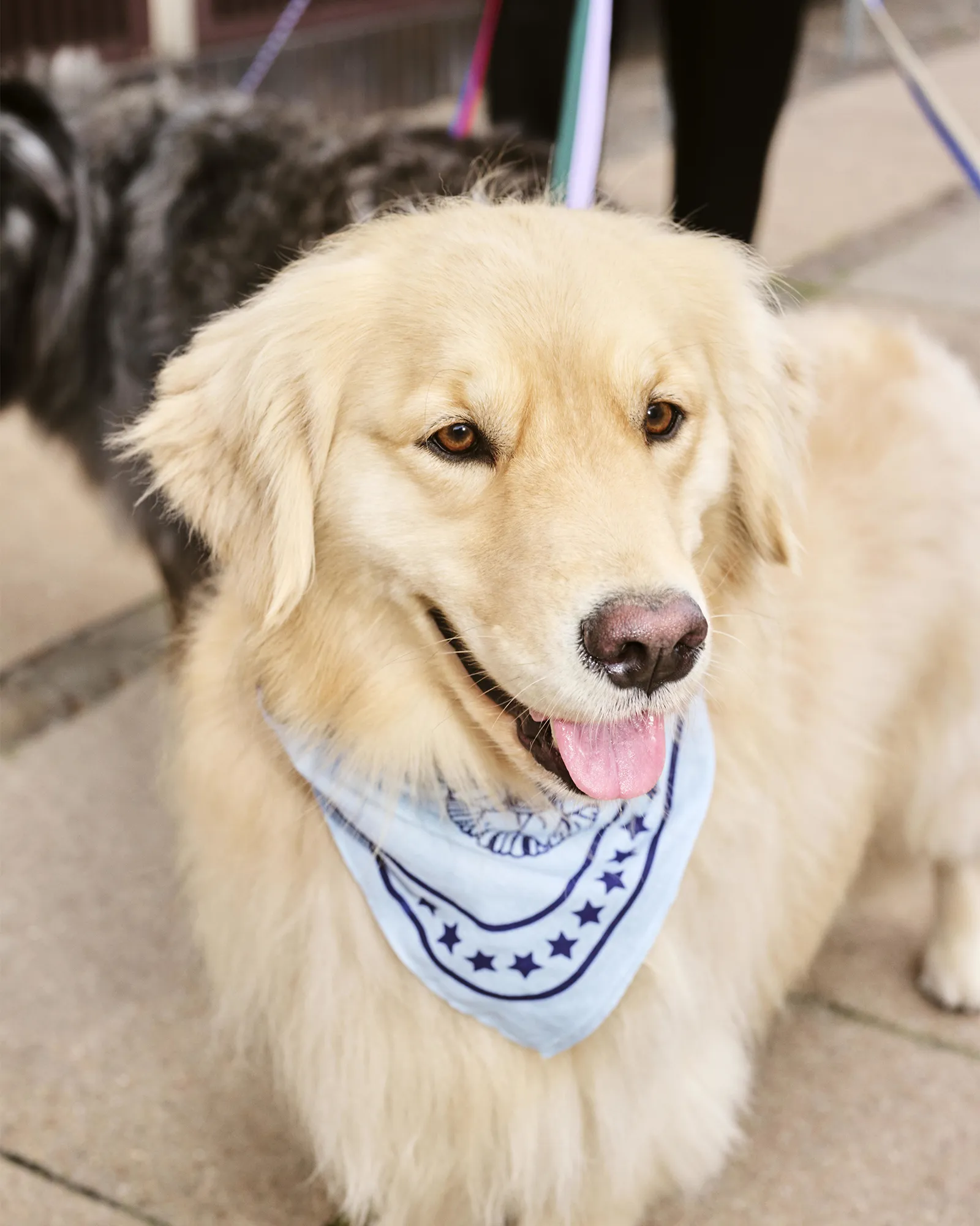 HAY HAY Dogs Scarf