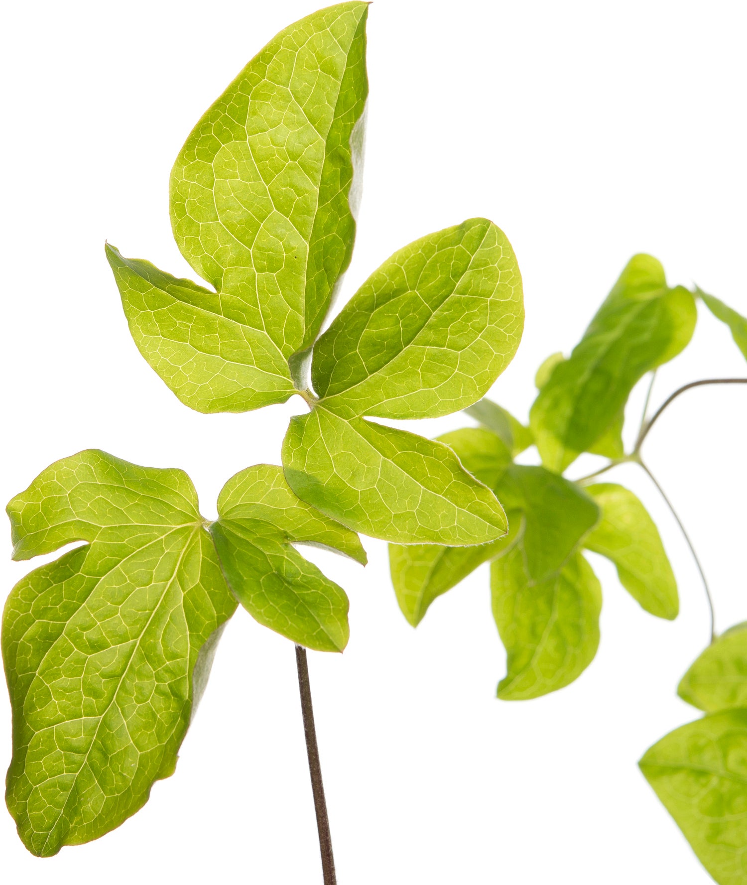 Bosrank (Clematis 'Romantika') D 16 H 75 cm