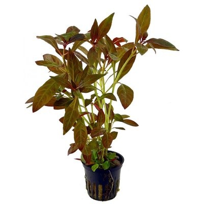 AquastoreXL Plantenpakket Rood