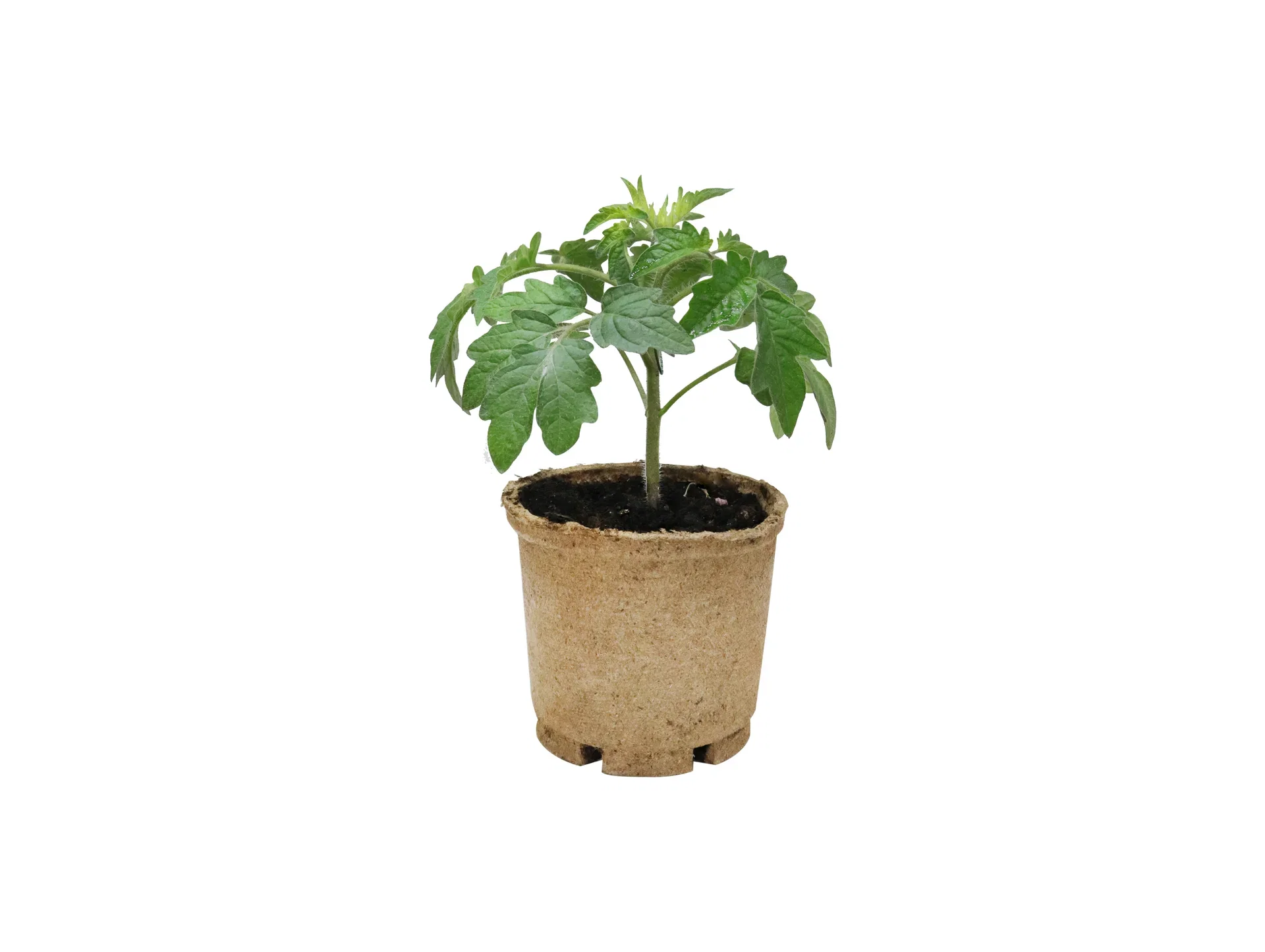 All Nature Lycopersicum 'Dadel Dasher' 10,5 cm Plommetomat 'Dadel Dasher' Ø10,5 cm