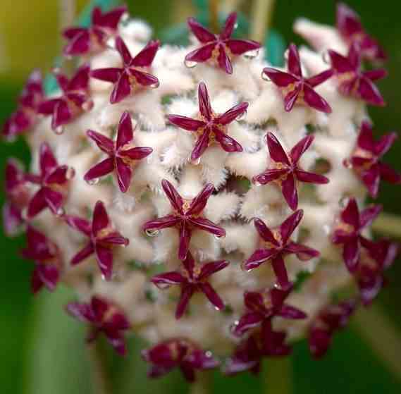 Hoya erythrostemma sukkirin naratiwat (fleur de porcelaine, fleur de cire) blanc - taille pot de 2 litres - 20/40 cm
