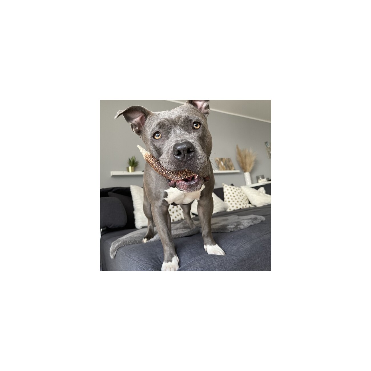 Bellfor Hundesnack - Hirsch-Geweihe L - 80g