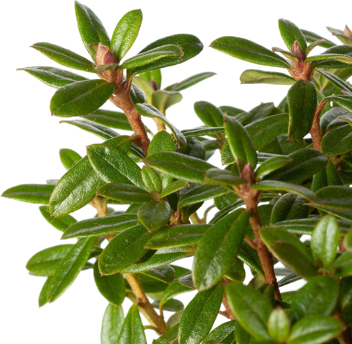 Dwerg Rhododendron (Rhododendron indicum 'Moerheim') D 17 H 20 cm