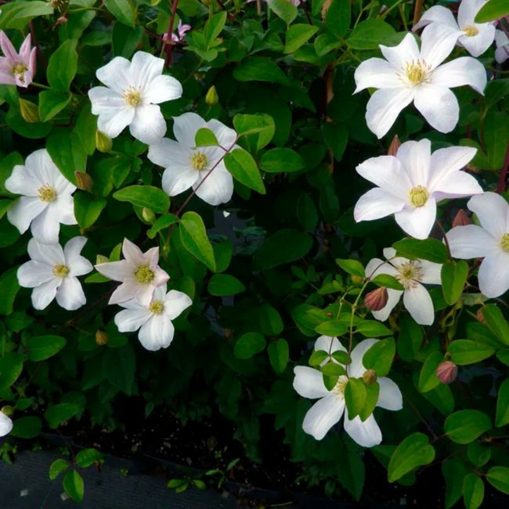 Clématite 'huldine' - clematis viticella 3l