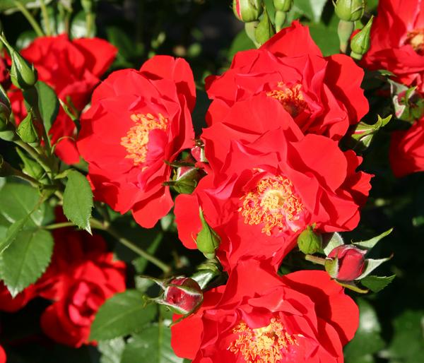 Strauchrose 'Paprika®'
