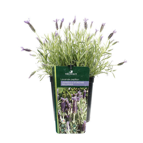 Lavandula stoechas Willowale : ctr 3 litres RC