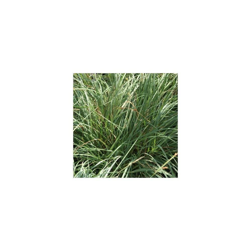 Laîche glauque blue zinger/carex flacca blue zinger[-]godet