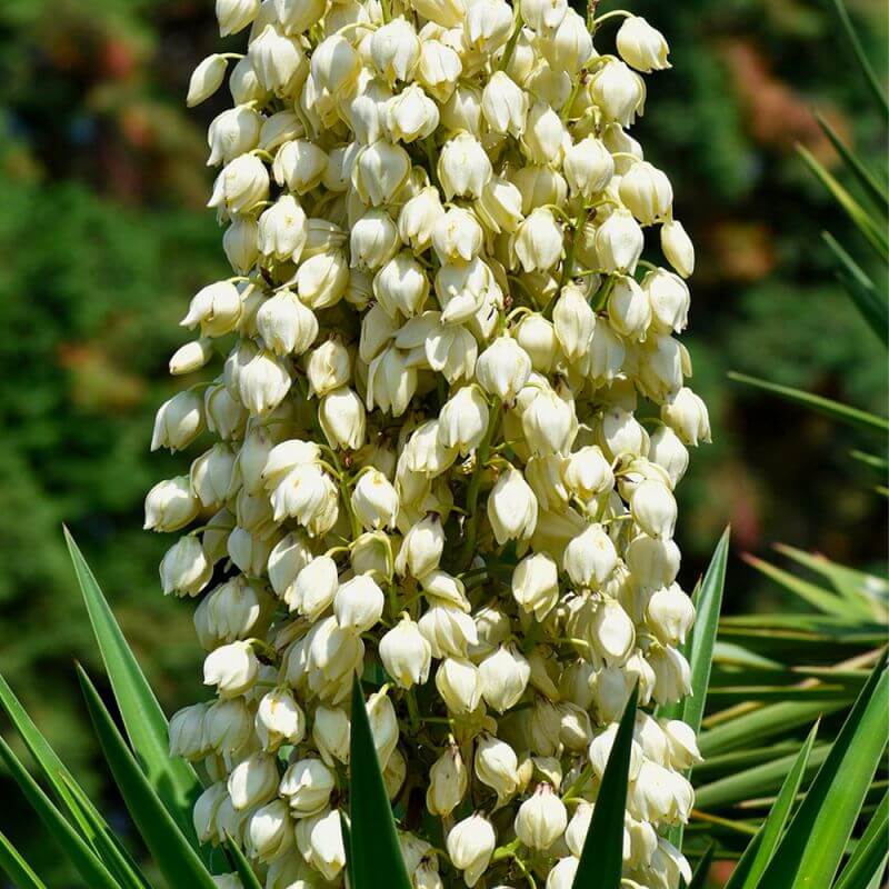 Yucca à filament (yucca filamentosa) - godet 9cm