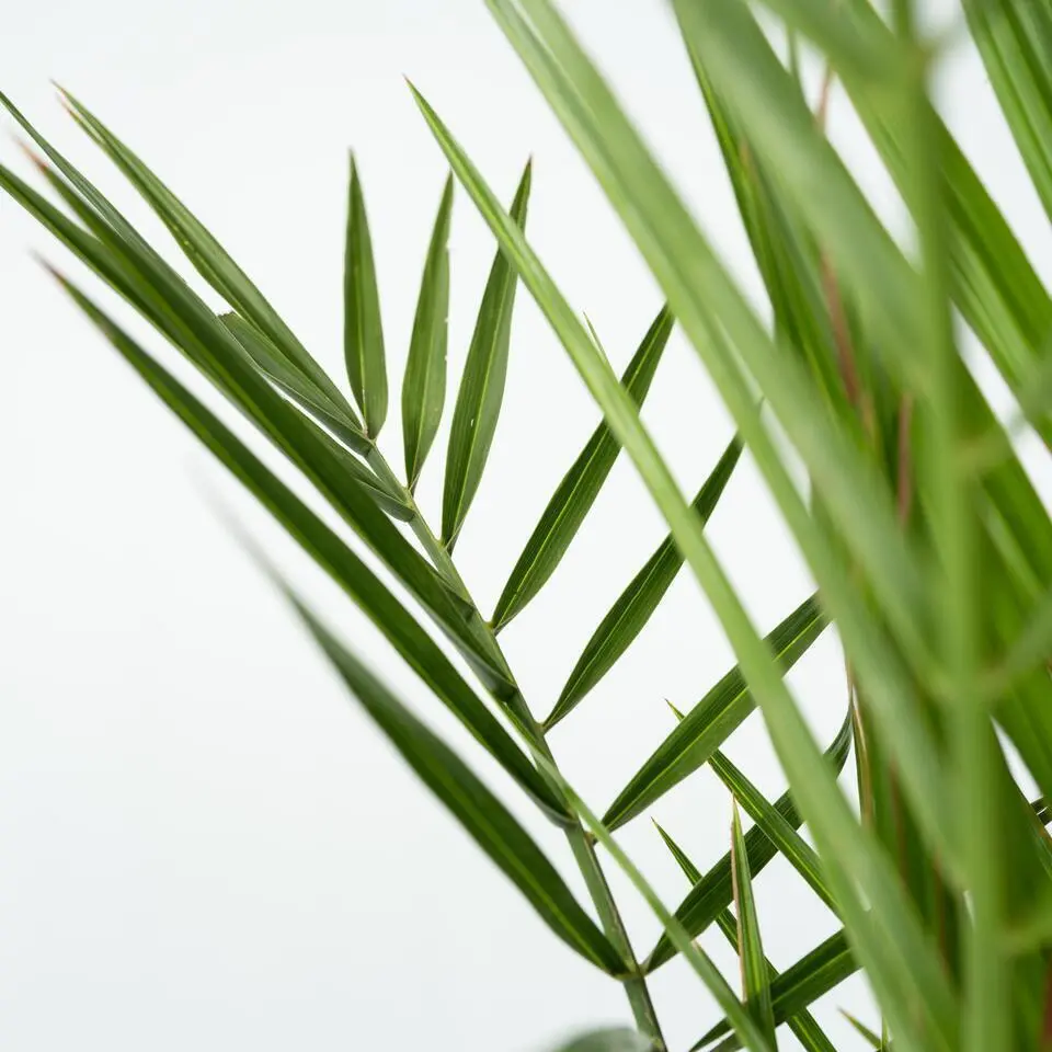 Canarische Dadelpalm - Phoenix canariensis - Hoogte 50-60cm - ⌀15cm