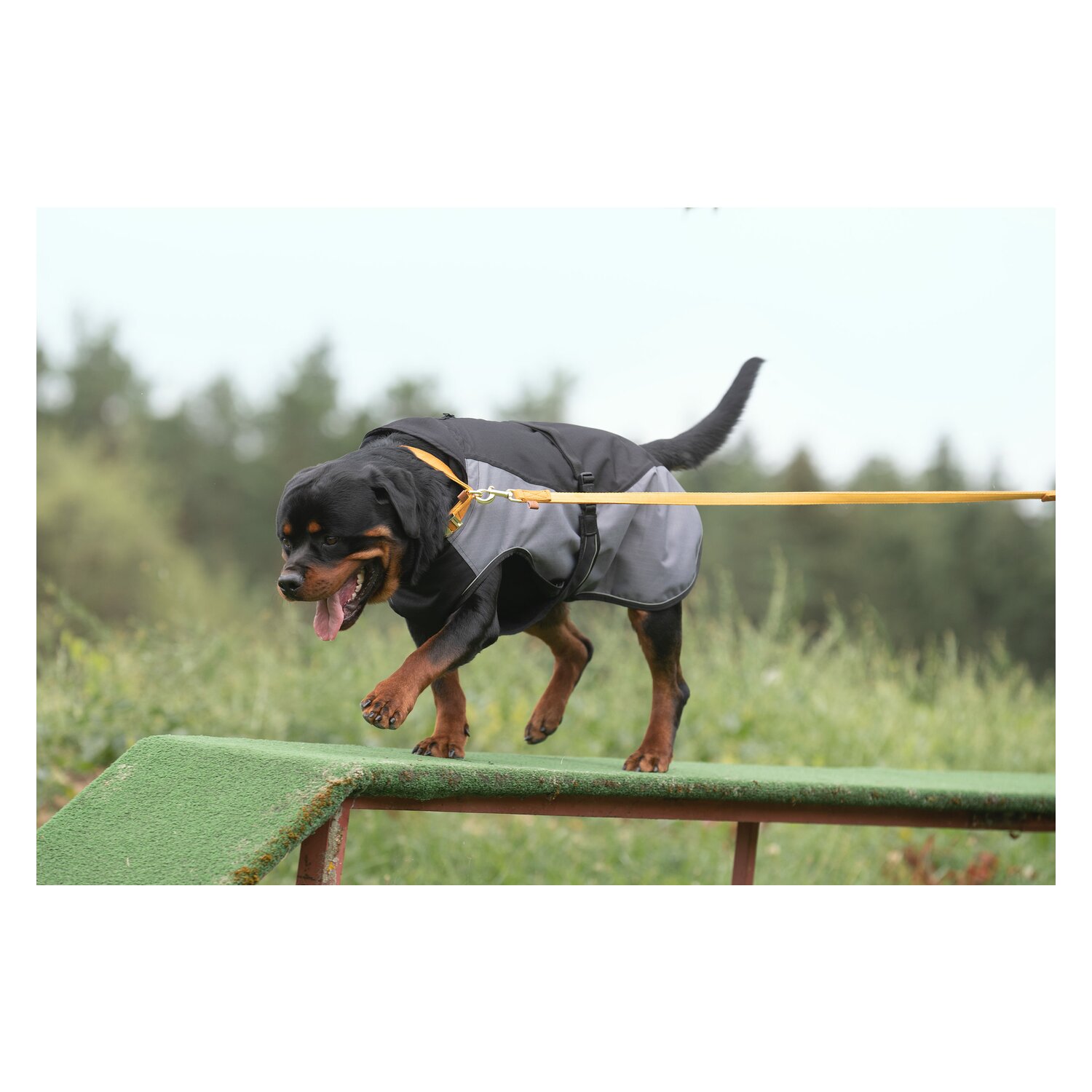 pawberry Hundehalsband Sintra  - senf