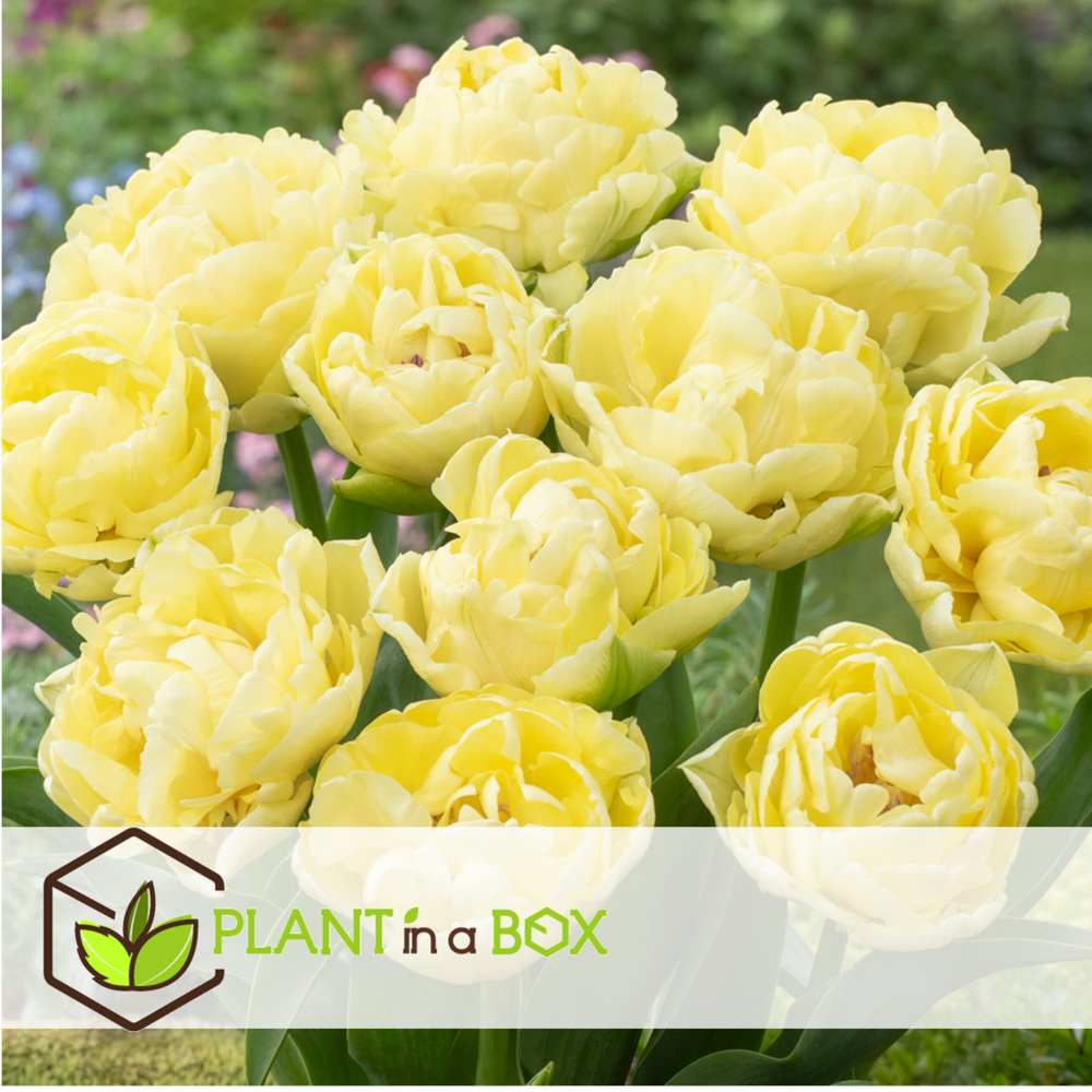 Tulipa avant garde - bulbes de fleurs x14 - tulipes - jaune