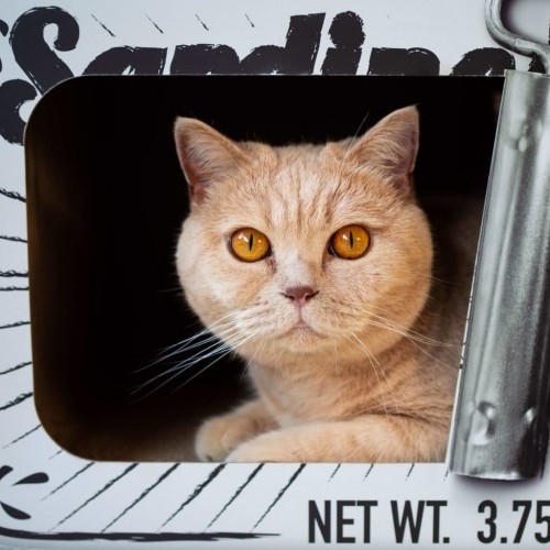 Arranhador/caverna para gatos District70 em formato de sardinha, branco