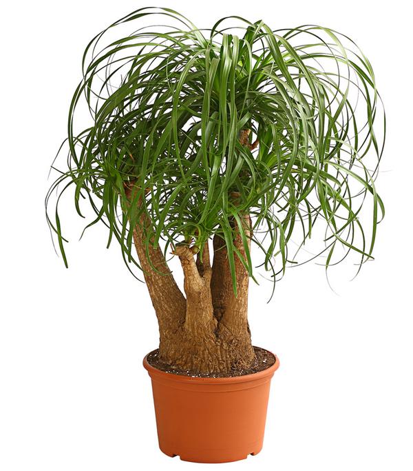Elefantenfuß - Beaucarnea recurvata,