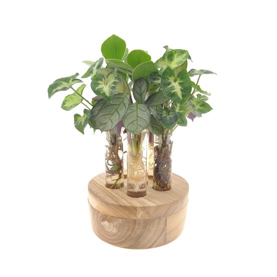 Compo 4 plantes d'intérieur en verrerie et bois D5cm
