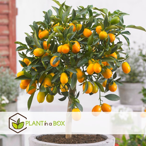 Citrus kumquat sur tige