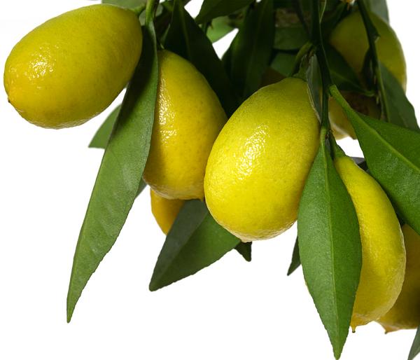Limette 'Limequat'