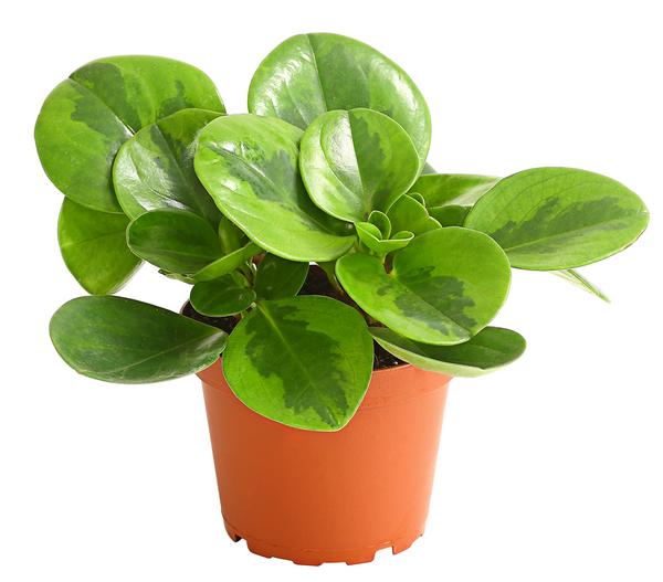 Peperomie - Peperomia obtusifolia 'Lime'