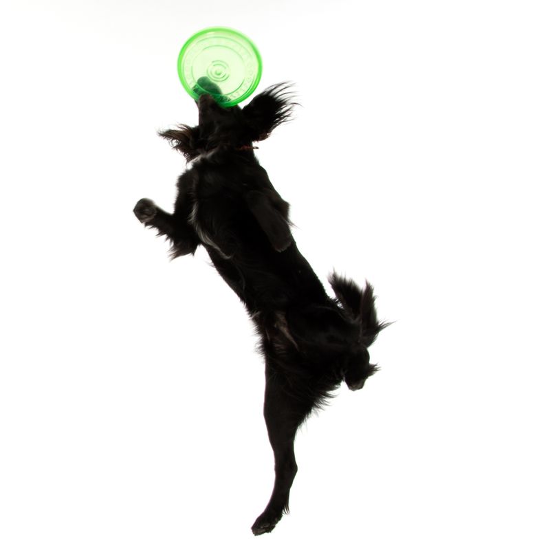 Frisbee en TPR