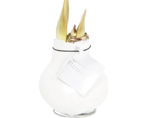 Amaryllis, Ridderster in witte was FloraSelf Hippeastum Ø 15 cm