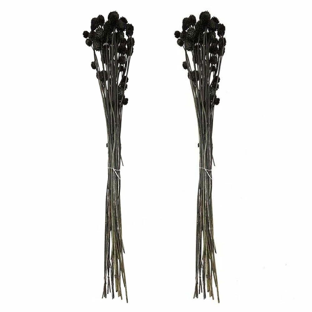 2 bouquets de cardères japonais séchés noires 70 cm