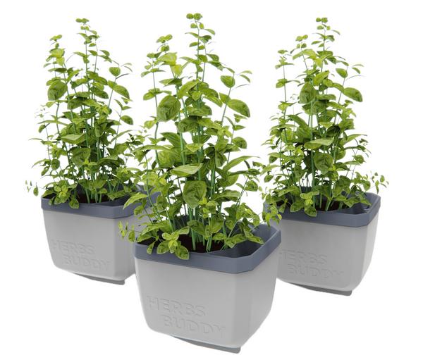 Gusta Garden Kräutertopf Herbs Buddy, ca.