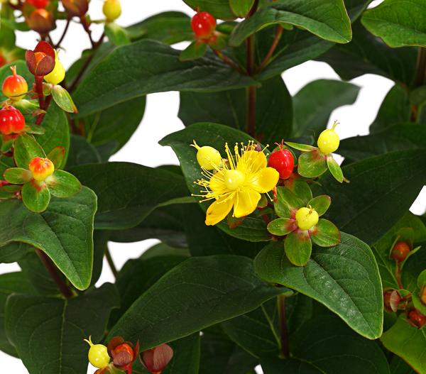 Duftloses Johanniskraut 'Magical Red Star'