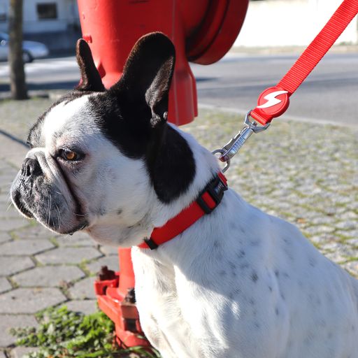 Guia de nylon vermelha para cães
