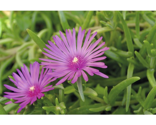 IJsplant FloraSelf Delosperma cooperi Ø 7 cm Pot 6 st