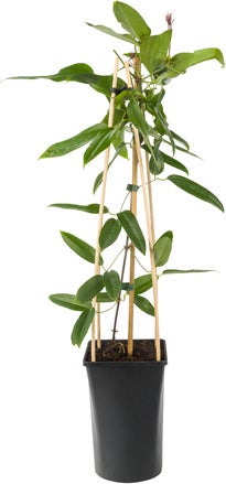Groenblijvende Bosrank (Clematis armandii) D 23 H 117 cm