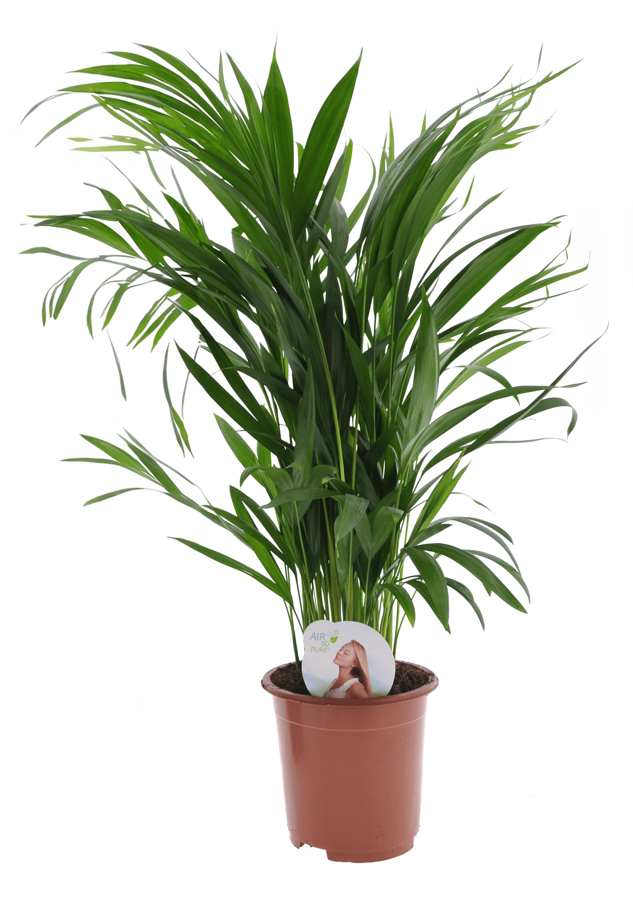 Dypsis lutescens - areca gold palm - pot 17cm - hauteur 60-70cm