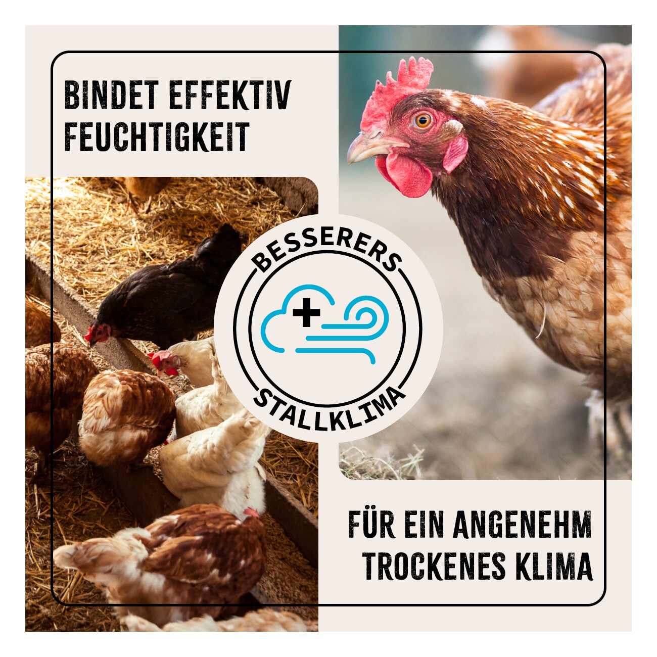 AniForte Kieselgur Pulver inkl. Stäuberflasche 2kg