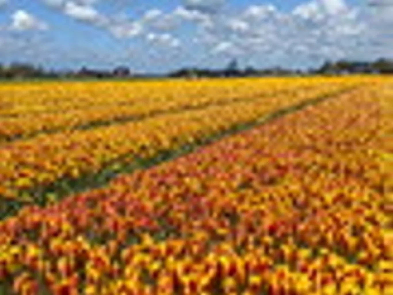 Tulipa clusiana f. diniae Tulipa clusiana var chrysantha BIO