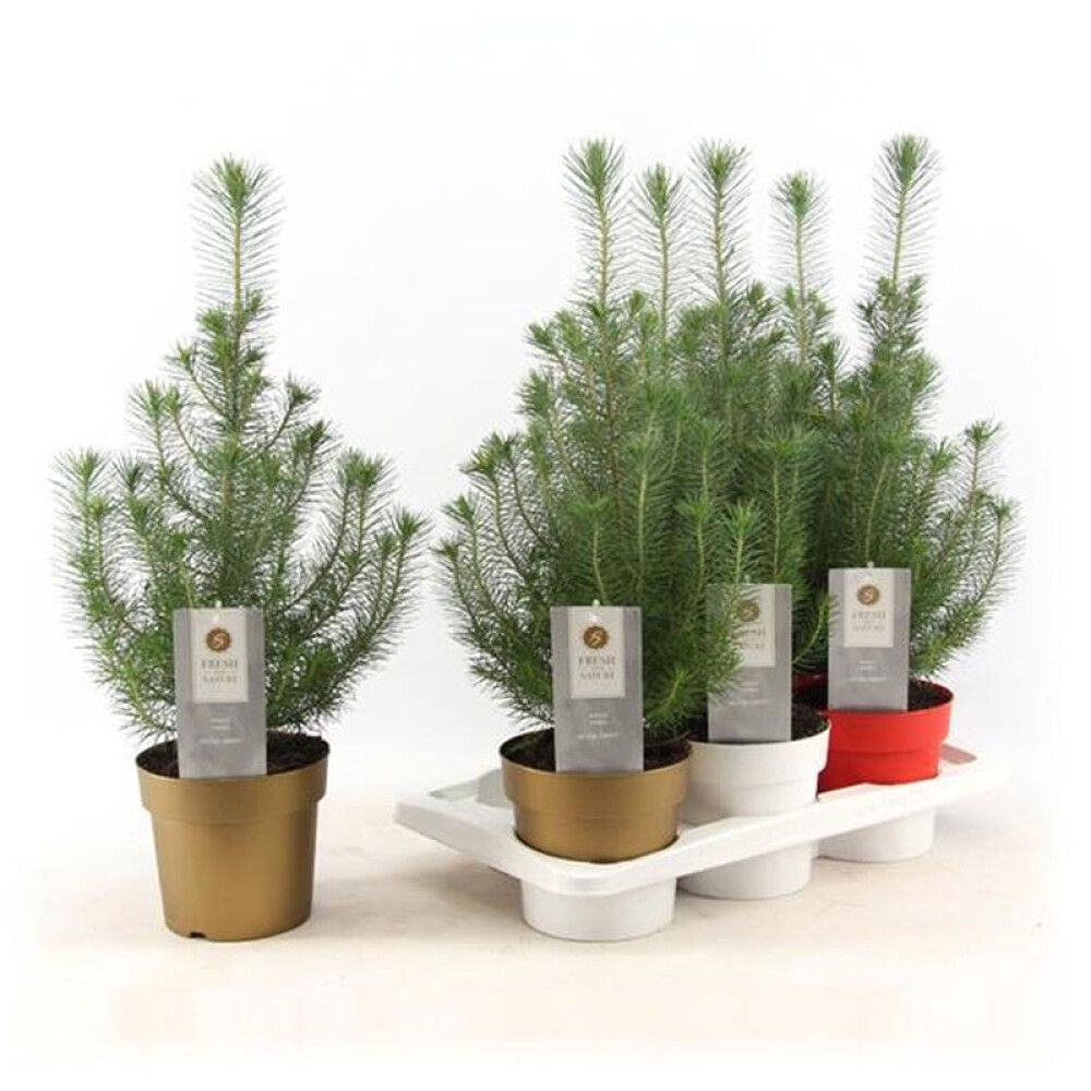PINJEGRAN 'SØLVKAMPE' I POTTE 17 CM