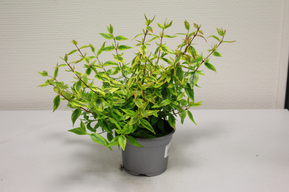 Plant de abelia kaleidoscope pot 10,5 cm