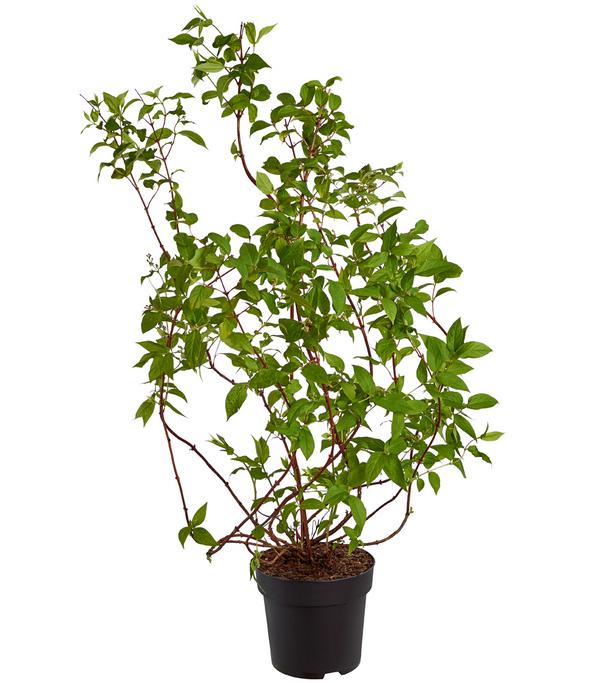 Deutzie 'Tourbillon Rouge'