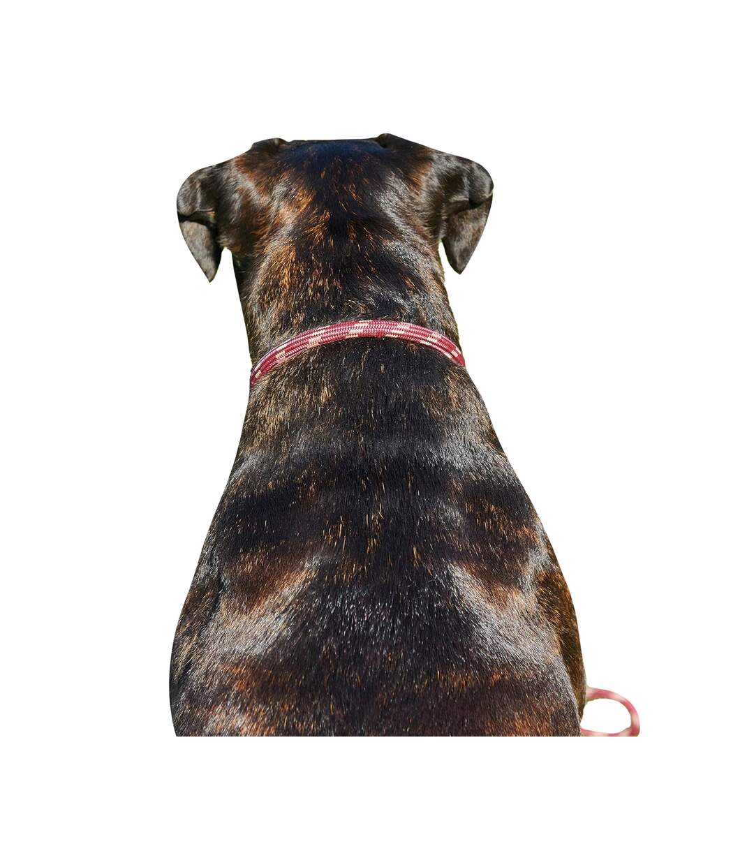 Weatherbeeta - Laisse - Chien (Bourgogne/Marron) (XL) - UTWB1342