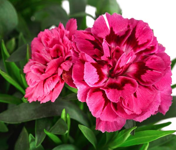 Garten-Nelke, verschiedene Farben