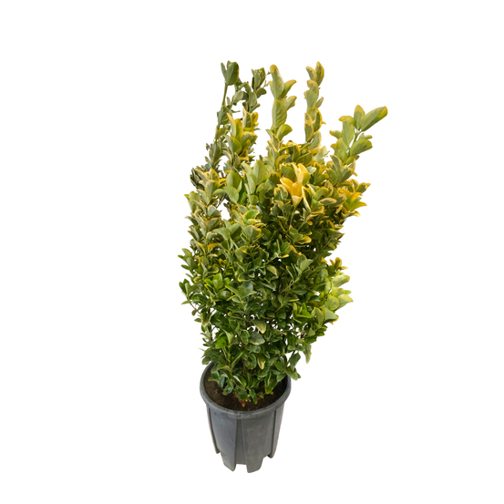 Euonymus japonicus Aureo Marginatus
