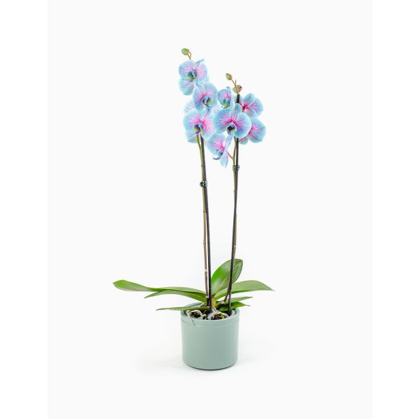 Flores no Cais Orquídea Phalaenopsis (Azul Bicolor)