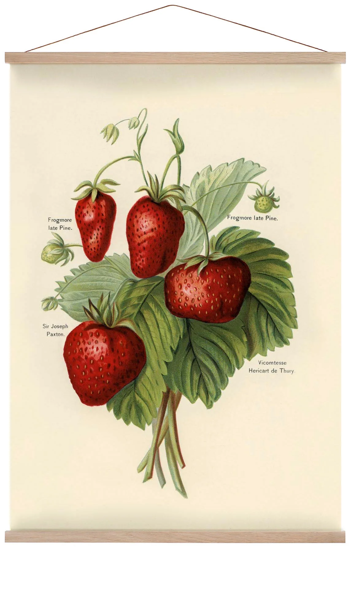 Frogmore Vicomtesse Erdbeeren Obst